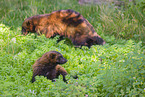 wolverines