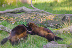 wolverines
