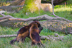 wolverines