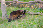 wolverines