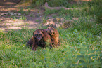 wolverines
