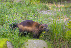 wolverine