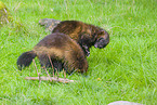 wolverine