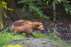 wolverine