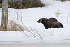 wolverine