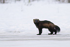 wolverine
