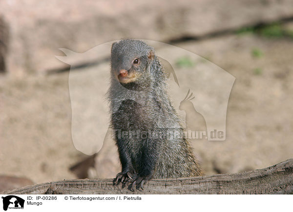 Zebramanguste / Mungo / IP-00286