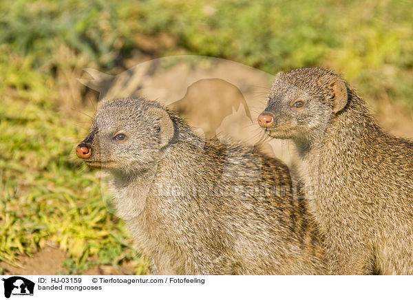 banded mongooses / HJ-03159