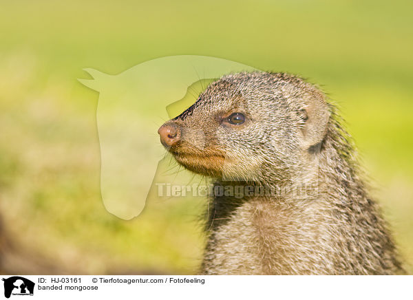banded mongoose / HJ-03161