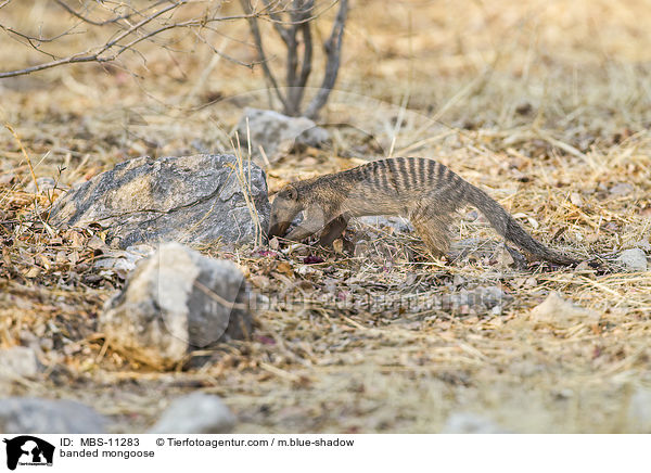 banded mongoose / MBS-11283