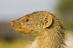 banded mongoose