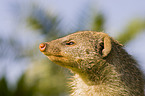 banded mongoose