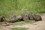 Zebra Mongooses