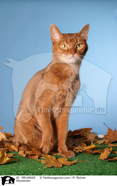 Abyssinian / RR-06695