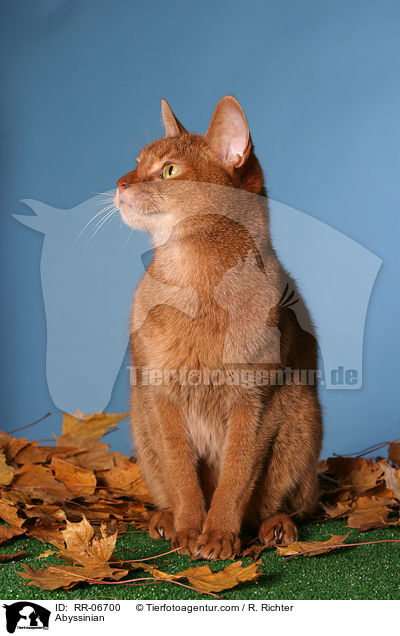 Abyssinian / RR-06700