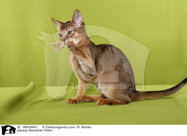 spielendes Abessinier Ktzchen / playing Abessinier Kitten / RR-09847