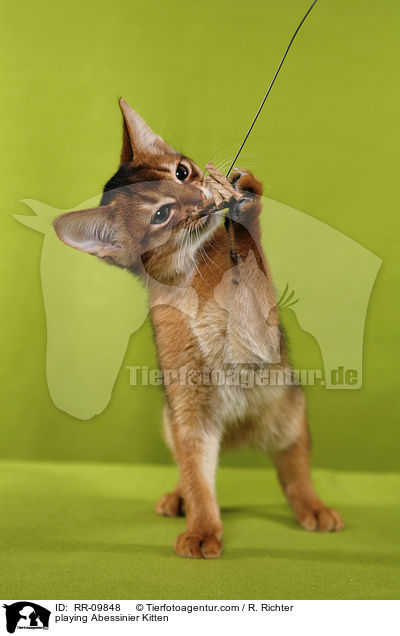 spielendes Abessinier Ktzchen / playing Abessinier Kitten / RR-09848