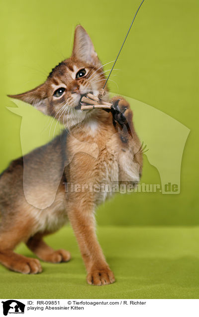 spielendes Abessinier Ktzchen / playing Abessinier Kitten / RR-09851