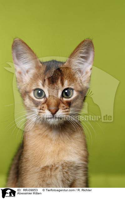 Abessinier Kitten / RR-09853
