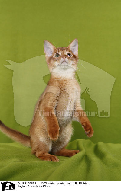 spielendes Abessinier Ktzchen / playing Abessinier Kitten / RR-09858