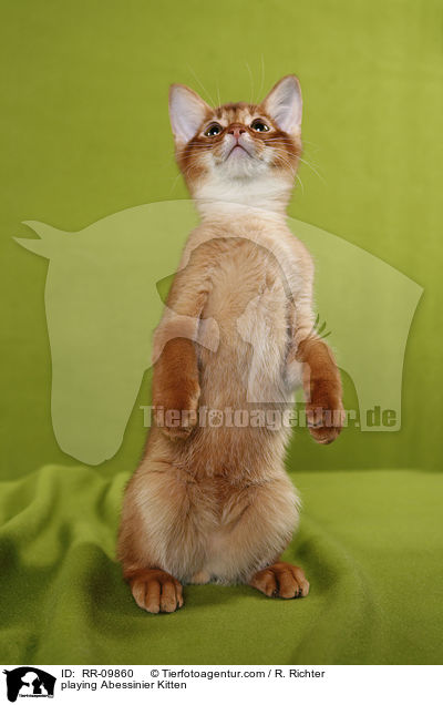 spielendes Abessinier Ktzchen / playing Abessinier Kitten / RR-09860