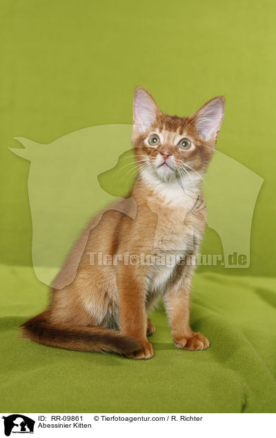 Abessinier Ktzchen / Abessinier Kitten / RR-09861