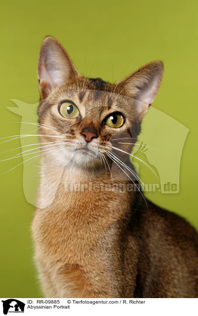 Abessinier Portrait / Abyssinian Portrait / RR-09885