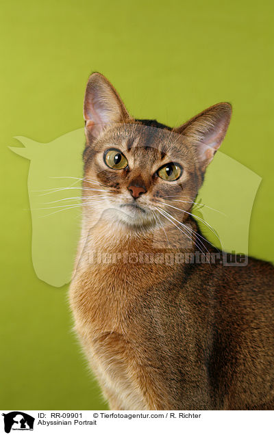 Abessinier Portrait / Abyssinian Portrait / RR-09901