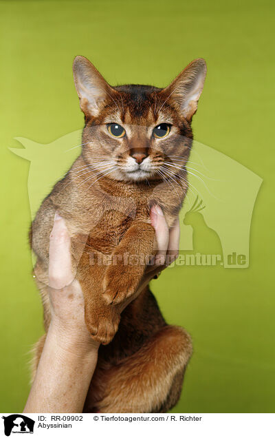 Abessinier / Abyssinian / RR-09902