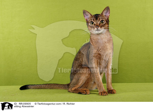 sitzende Abessinier / sitting Abessinier / RR-09905