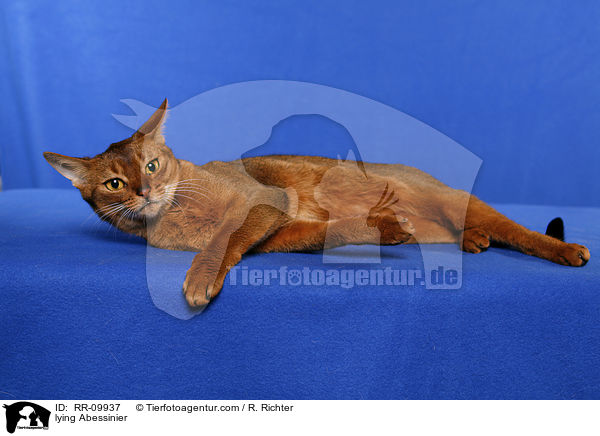 liegende Abessinier / lying Abessinier / RR-09937
