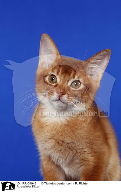 Abessinier Ktzchen / Abessinier Kitten / RR-09943
