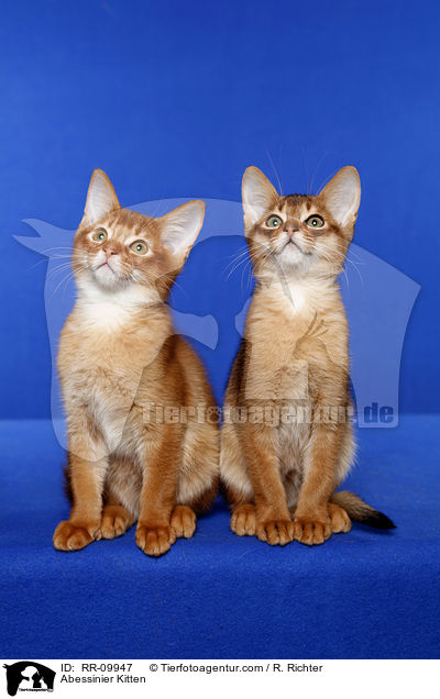 Abessinier Ktzchen / Abessinier Kitten / RR-09947