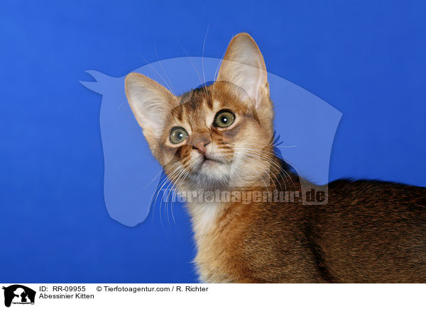 Abessinier Ktzchen / Abessinier Kitten / RR-09955