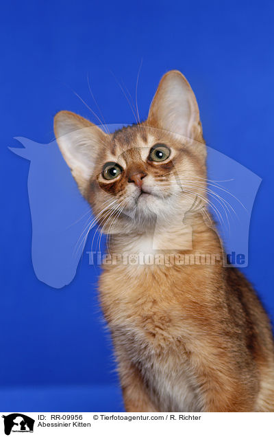 Abessinier Ktzchen / Abessinier Kitten / RR-09956