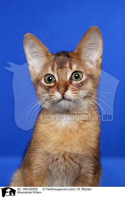 Abessinier Ktzchen / Abessinier Kitten / RR-09959