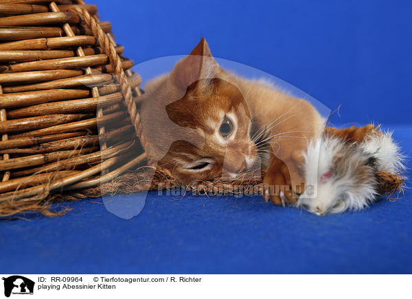 spielendes Abessinier Ktzchen / playing Abessinier Kitten / RR-09964