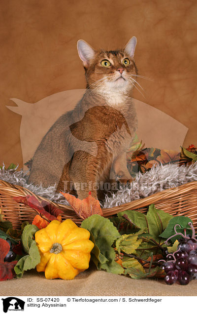 sitzende Abessinier / sitting Abyssinian / SS-07420