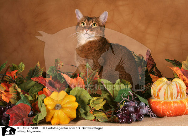 sitzende Abessinier / sitting Abyssinian / SS-07439