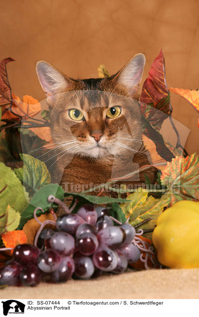 Abessinier Portrait / Abyssinian Portrait / SS-07444