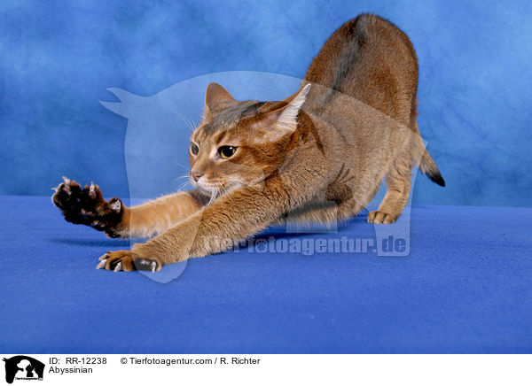 wildfarbene Abessinier / Abyssinian / RR-12238