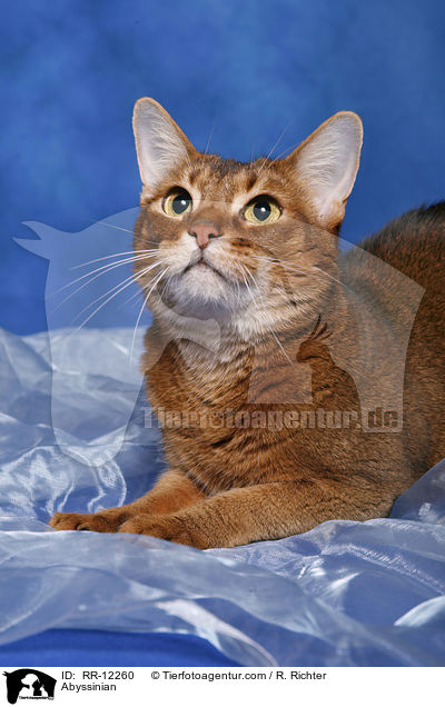 wildfarbene Abessinier / Abyssinian / RR-12260