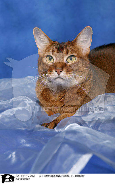 wildfarbene Abessinier / Abyssinian / RR-12263