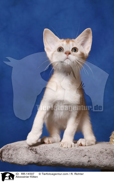 Abessinier Variant Ktzchen / Abessinier Kitten / RR-14597