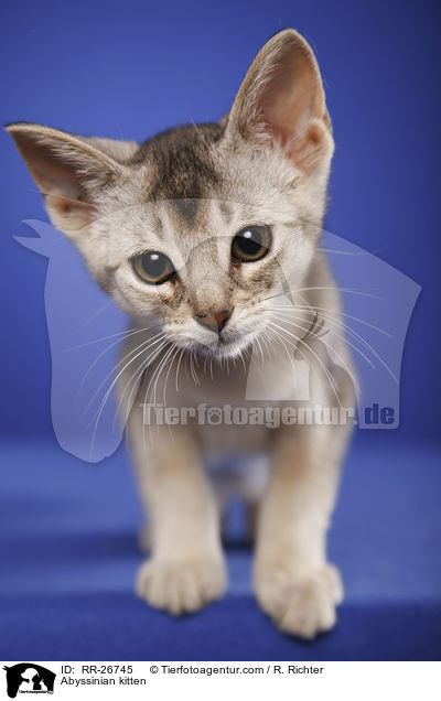 Abessinier Ktzchen / Abyssinian kitten / RR-26745