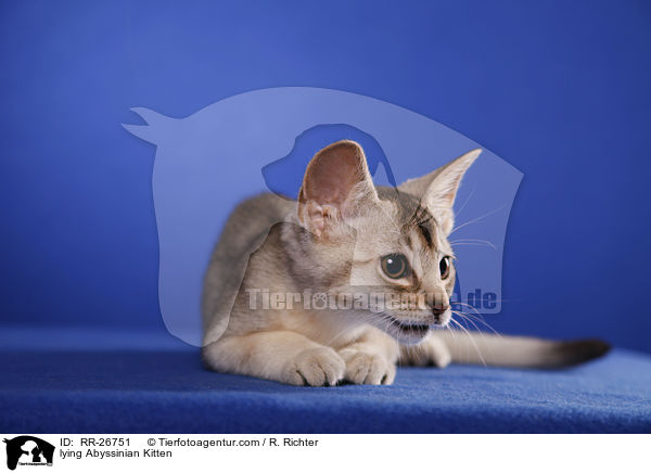 liegendes Abessinier Ktzechen / lying Abyssinian Kitten / RR-26751