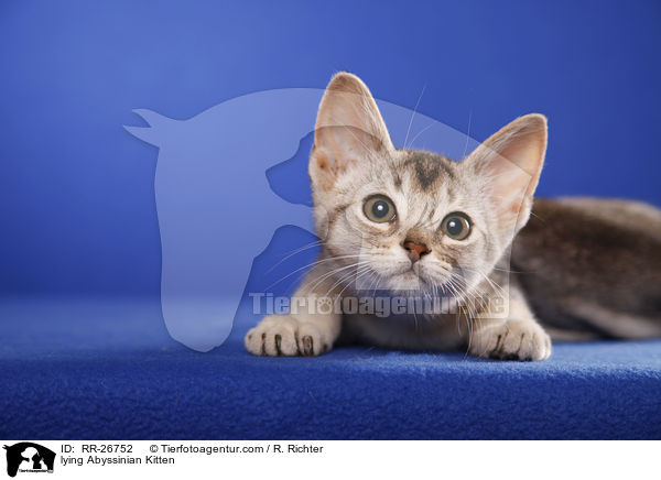 liegendes Abessinier Ktzechen / lying Abyssinian Kitten / RR-26752