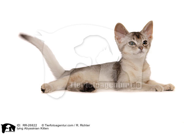 liegendes Abessinier Ktzechen / lying Abyssinian Kitten / RR-26822