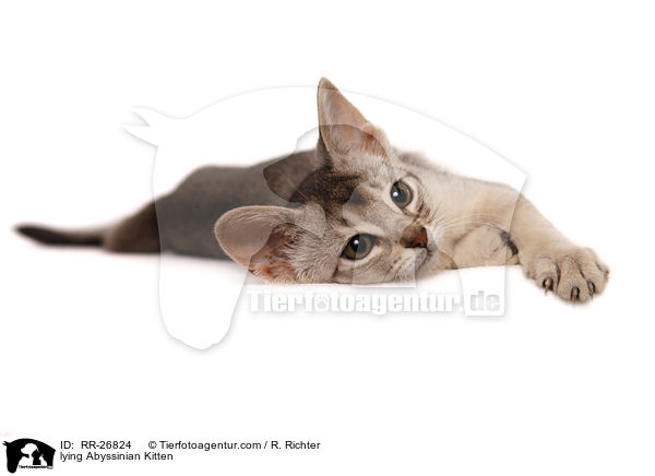 liegendes Abessinier Ktzechen / lying Abyssinian Kitten / RR-26824