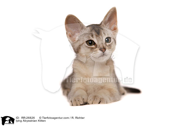 liegendes Abessinier Ktzechen / lying Abyssinian Kitten / RR-26826